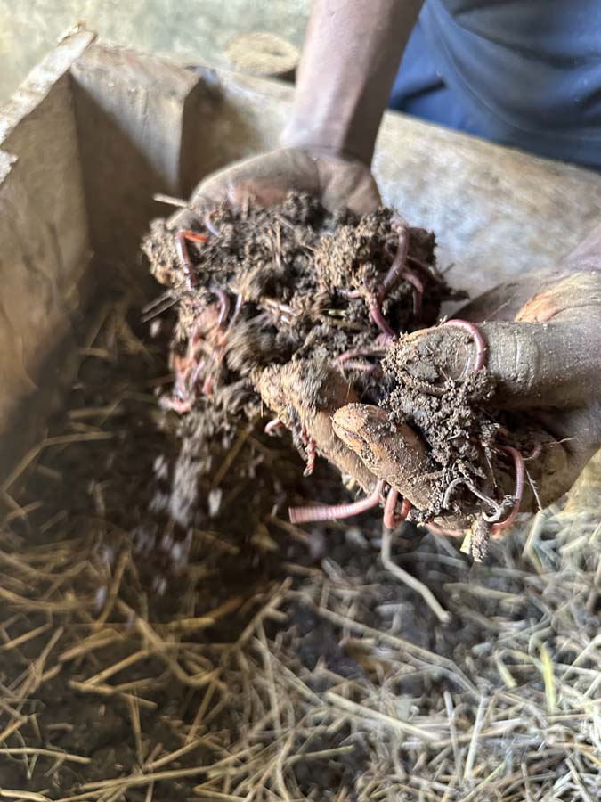 Vermicompost enterprise