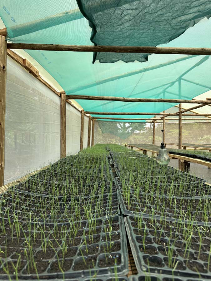 Greenhouse production at the demonstration farm