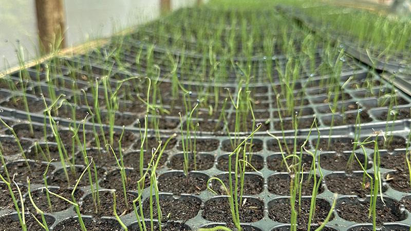 Farmers gathered in a demonstration garden during a farmer field day