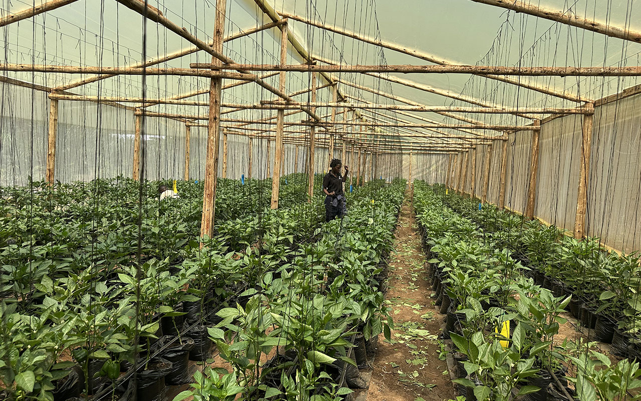 Young African women and youth working together on an organic demonstration farm