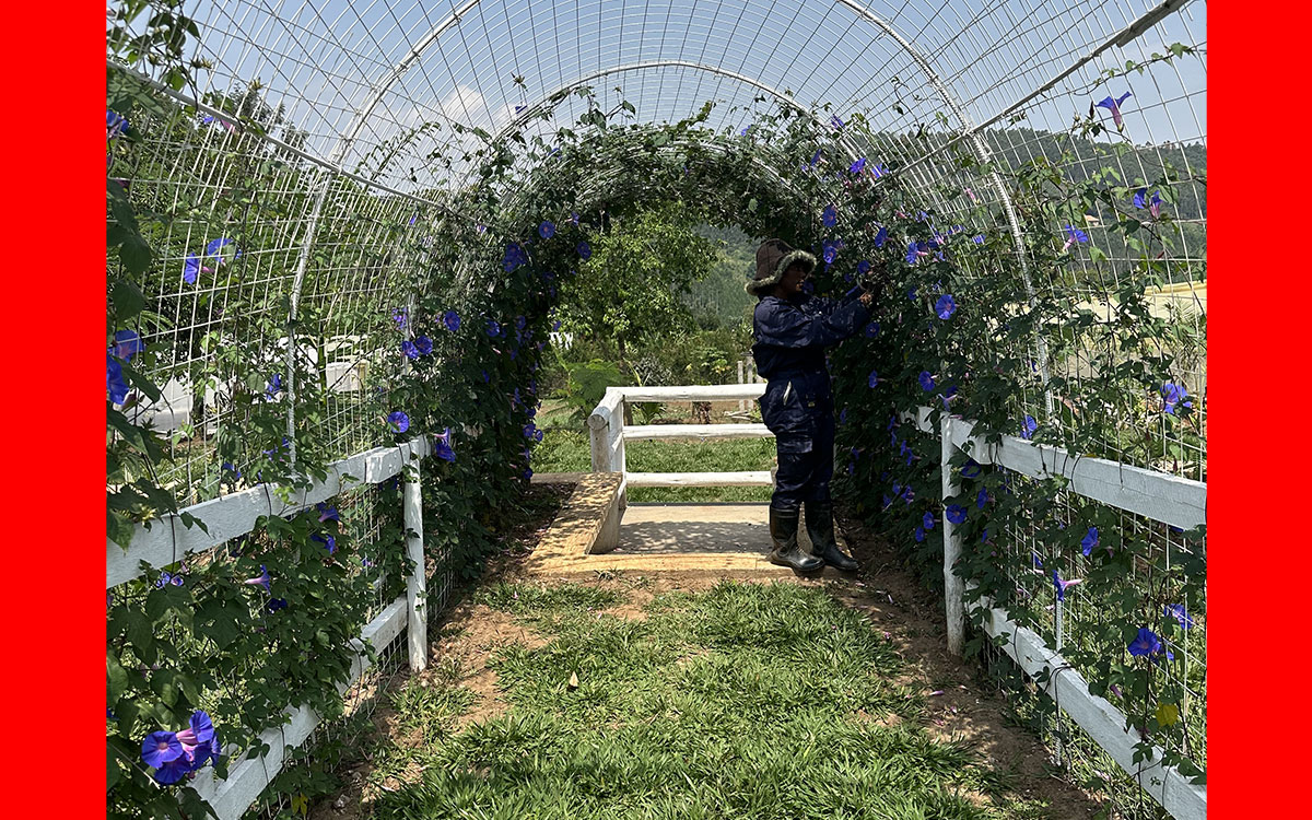 GoGreen Organics trainer demonstrating organic techniques to a group of learners