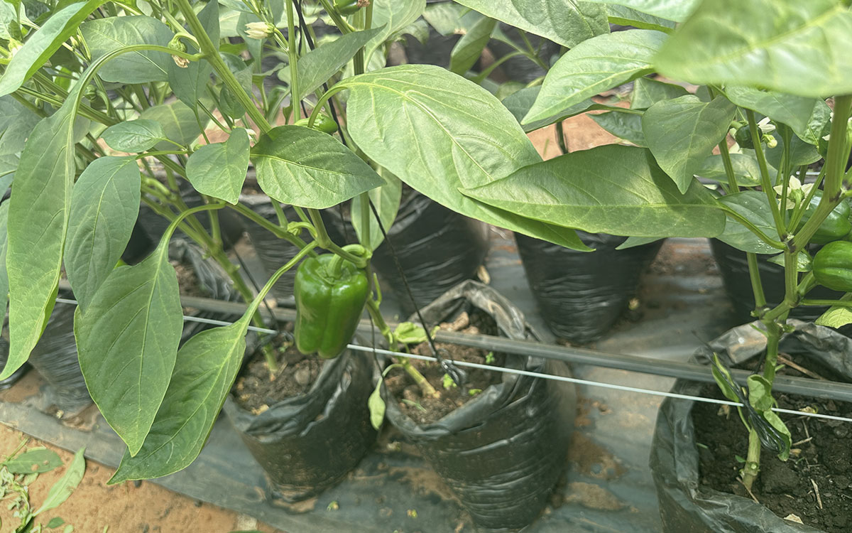 Learners inspecting healthy vegetable seedlings inside a greenhouse